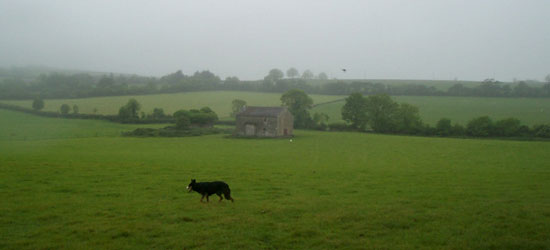 Sheepdog in the fields.