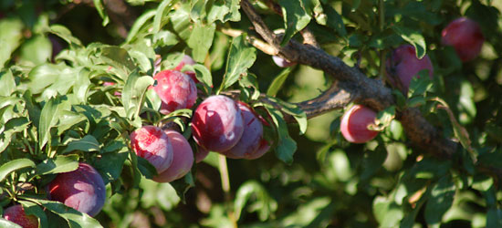 Plum tree bearing fruit